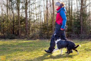 Dog Heel Training: Step-by-Step Guide & Tips for Success