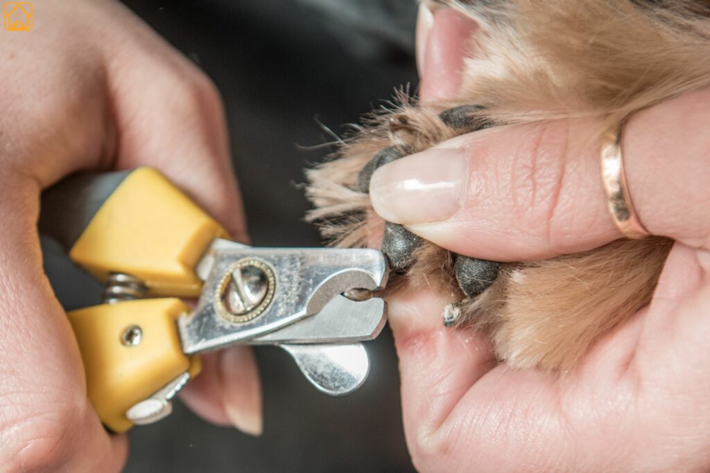 Labrador dog nail trimming