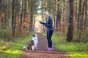Dog Sit Training: Step-by-Step Guide for All Ages