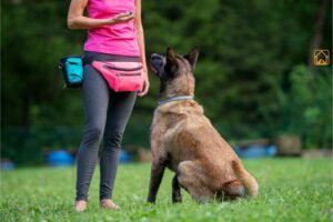 How To Train Dog To Stay: A Step-by-Step Guide for All Ages and Breeds
