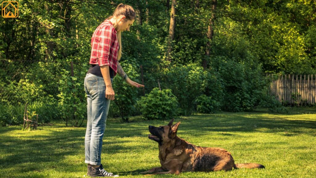 dog stay training hand signals