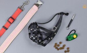 Dog Training Tools: The Ultimate Guide for Every Dog Parent
