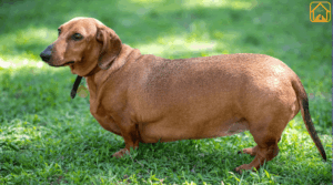 Obesity in Dogs: Causes, Risks & How to Help Your Dog Stay Healthy