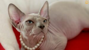 Hairless Cats: Breeds, Care, and Myths Explained