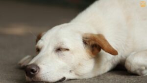 Heartworm Disease in Dogs: Everything Pet Parents Need to Know