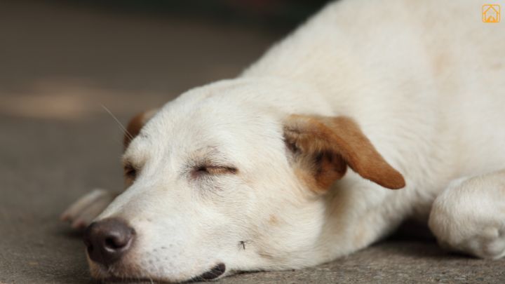 heartworm disease in dogs