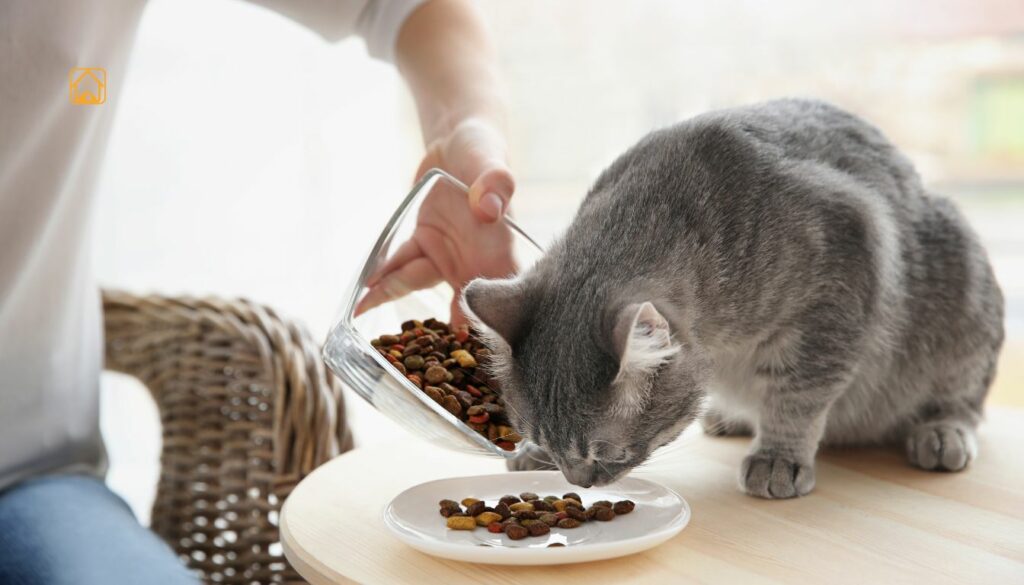 how much to feed a cat
