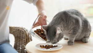 How Much to Feed a Cat: The Complete Feeding Guide