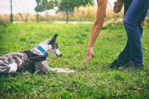 How to Teach Dog Lie Down: The Complete Guide