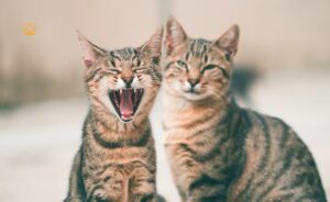 Popular Hybrid Cats: Your Guide to Wild-Looking, Loving Companions
