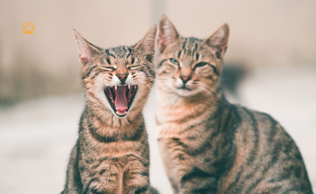 Popular Hybrid Cats