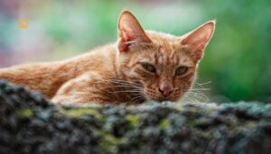 Popular Indian Cat Breeds: The Ultimate Guide for Cat Lovers