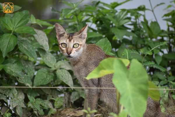 indian cat (desi cat)