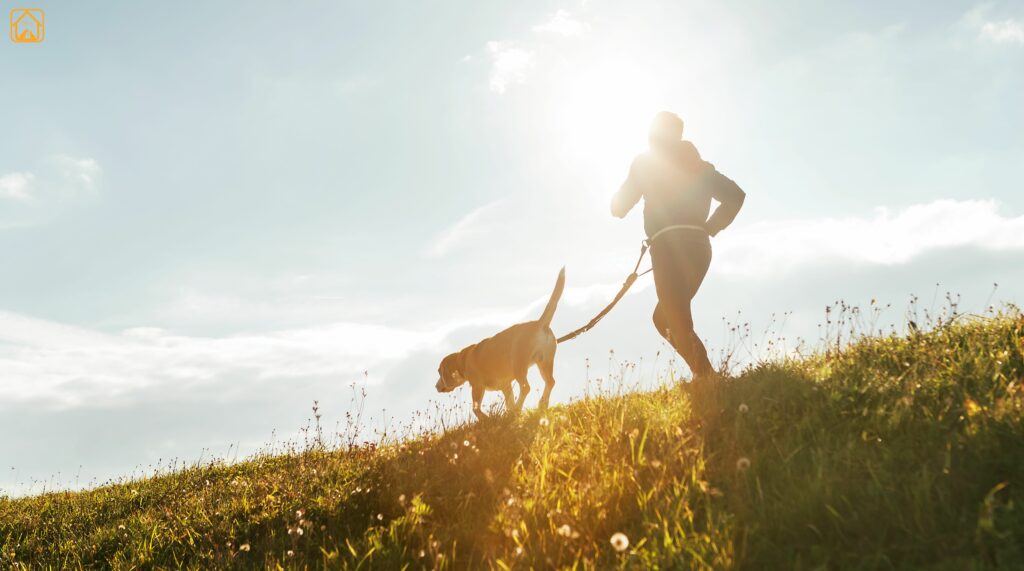 pregnant labrador Exercise