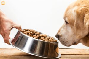 Labrador Feeding: The Complete Guide for Every Life Stage