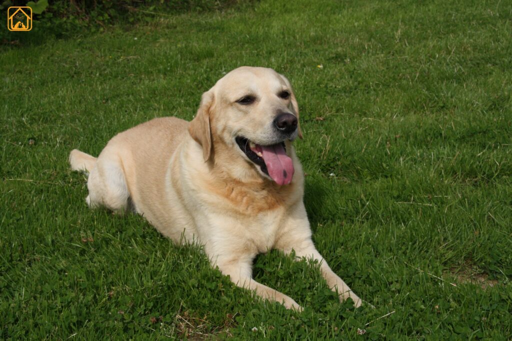 labrador facts & myths