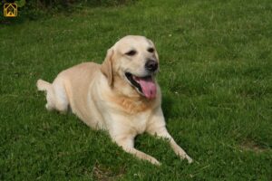 Labrador Retriever Facts: All You Need to Know