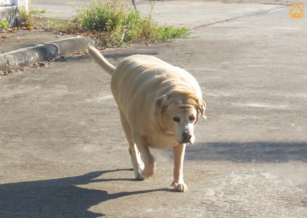 labrador obesity and Weight Management