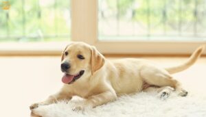 Labrador Retriever: The Ultimate Guide for Loving Pet Parents
