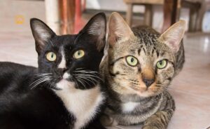 Top 20 Mixed Cat Breeds: The Most Popular Hybrids Revealed
