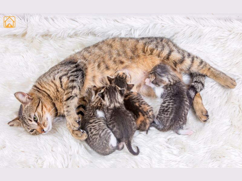Postpartum Cat Care for mother cat with kittens