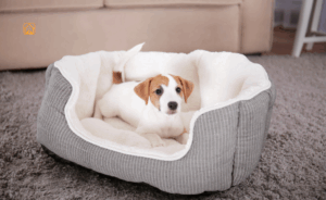 New Puppy Checklist: Ultimate Guide for Welcoming Your Puppy Home