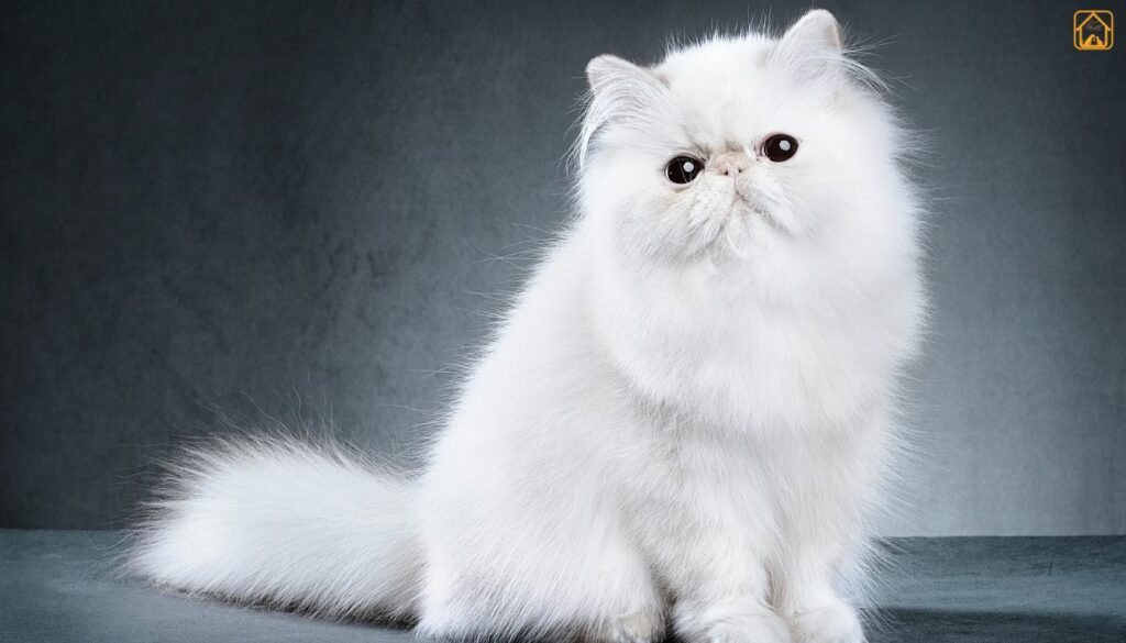 persian cat