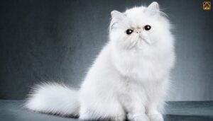 Persian Cat: Breed Overview, Temperament, Care & Tips