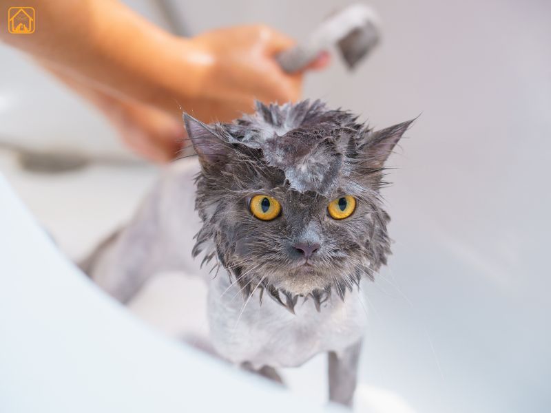persian cat bathing