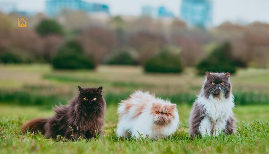Persian Cat Colors