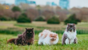 Persian Cat Colors: The Complete Guide to Coats, Patterns & Care