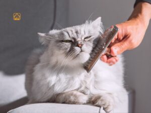 Persian Cat Grooming: Your Complete Guide to a Healthy, Happy Cat
