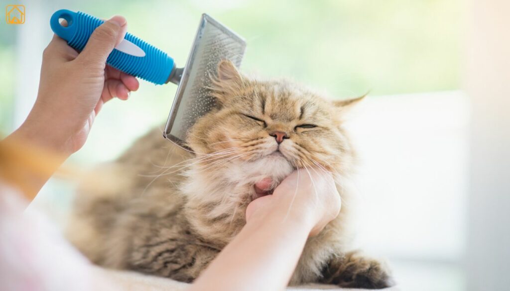 persian cat grooming