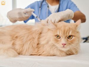 Persian Cat Health Issues: Common Problems & Expert Care Tips