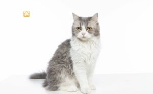 Persian Cat Mix: Everything You Need to Know