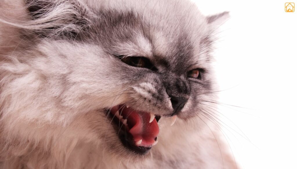 persian cat
