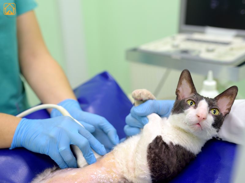 pregnant cat ultrasound test