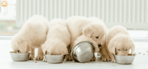 Puppy Food: The Ultimate Guide to Feeding Puppies Right