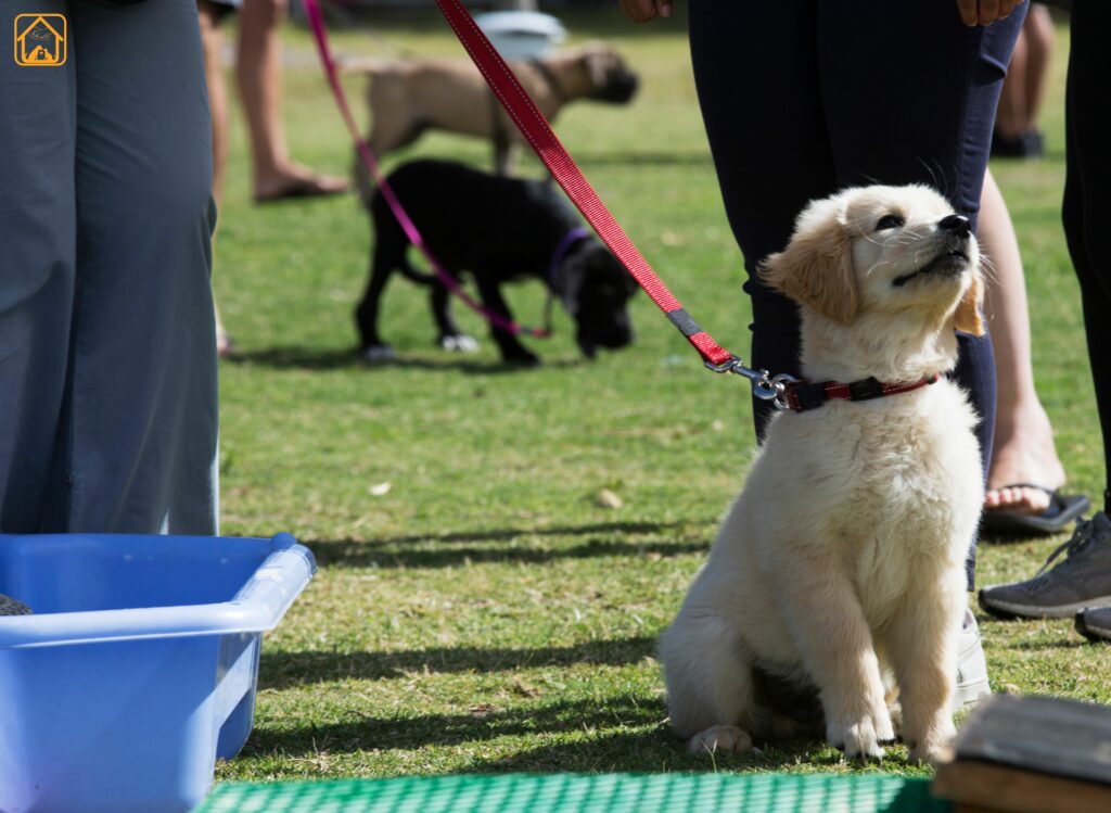 puppy obedience training