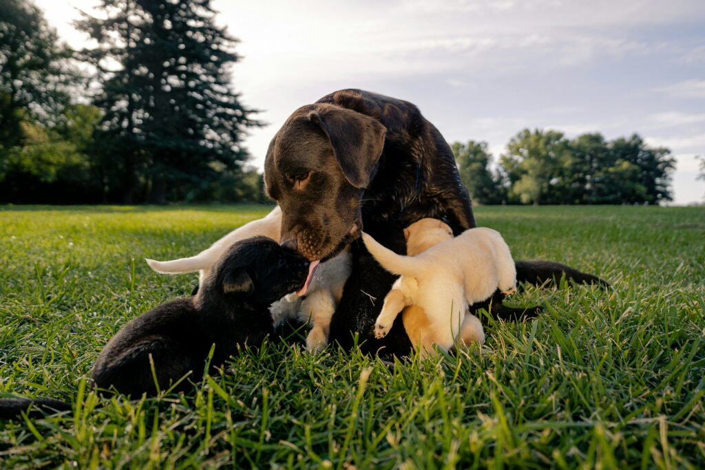 Labrador Pregnancy