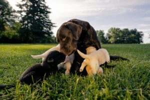 Labrador Pregnancy: Week-by-Week Guide, Symptoms & Care