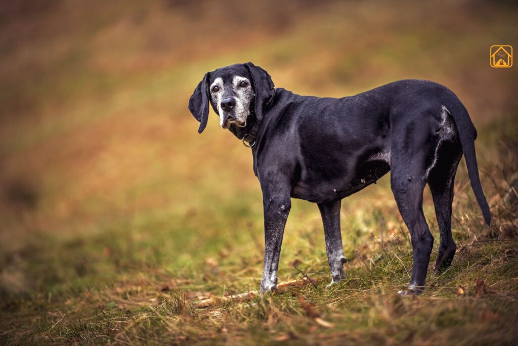senior dog diet