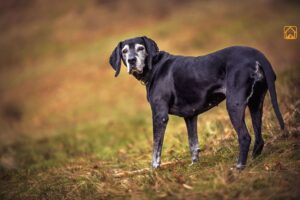 Senior Dogs Diet: The Complete Guide to Feeding Your Aging Best Friend