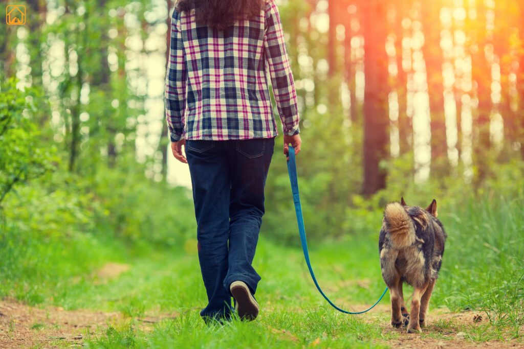 step by step dog heel training