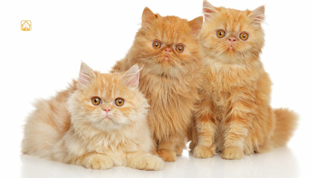 types of persian cats