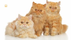 Types of Persian Cats: Complete Guide to Breeds, Faces & Variants