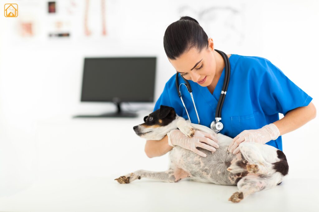 vet treating the dog skin issues